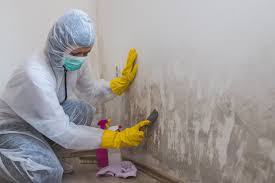 Forensic Mold Investigation in Maria Stein, OH